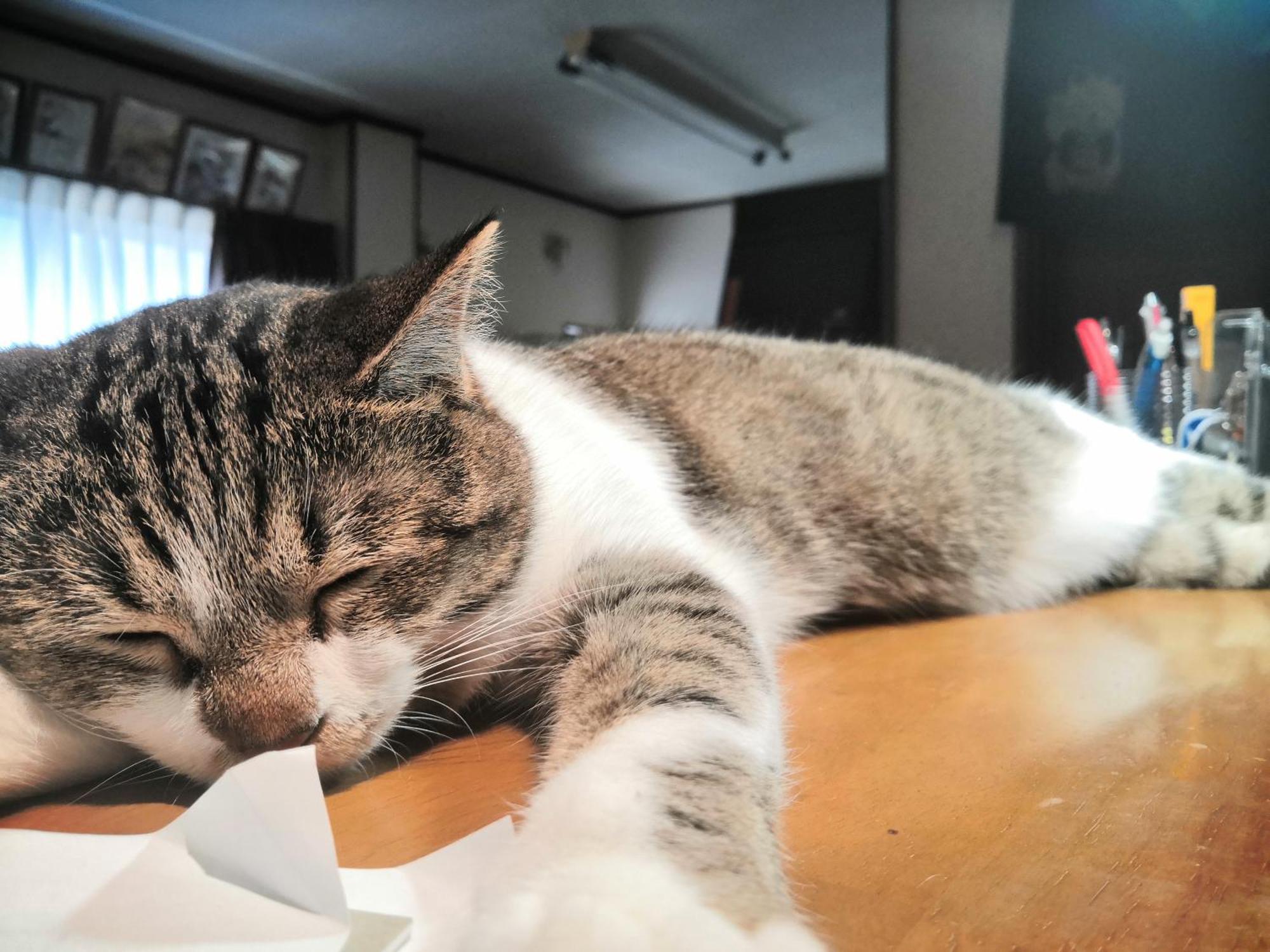 Tiny Guesthouse Umekoji 梅小路 Kioto Exterior foto